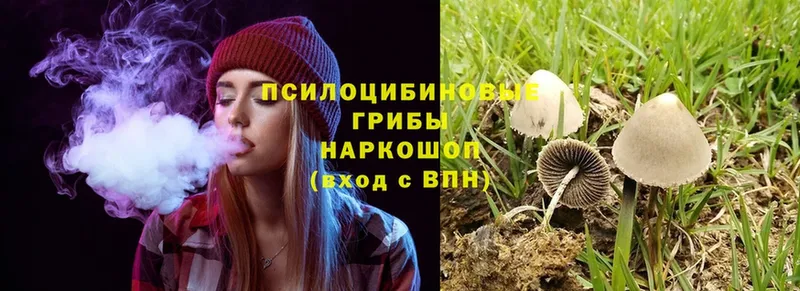 Псилоцибиновые грибы Psilocybe  Новоалтайск 